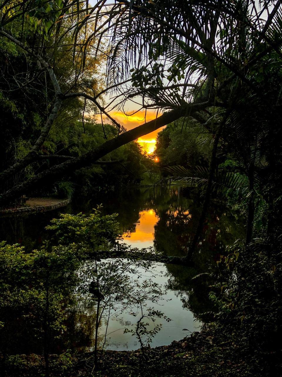 O lago ao entardecer, entre palmeiras e árvores